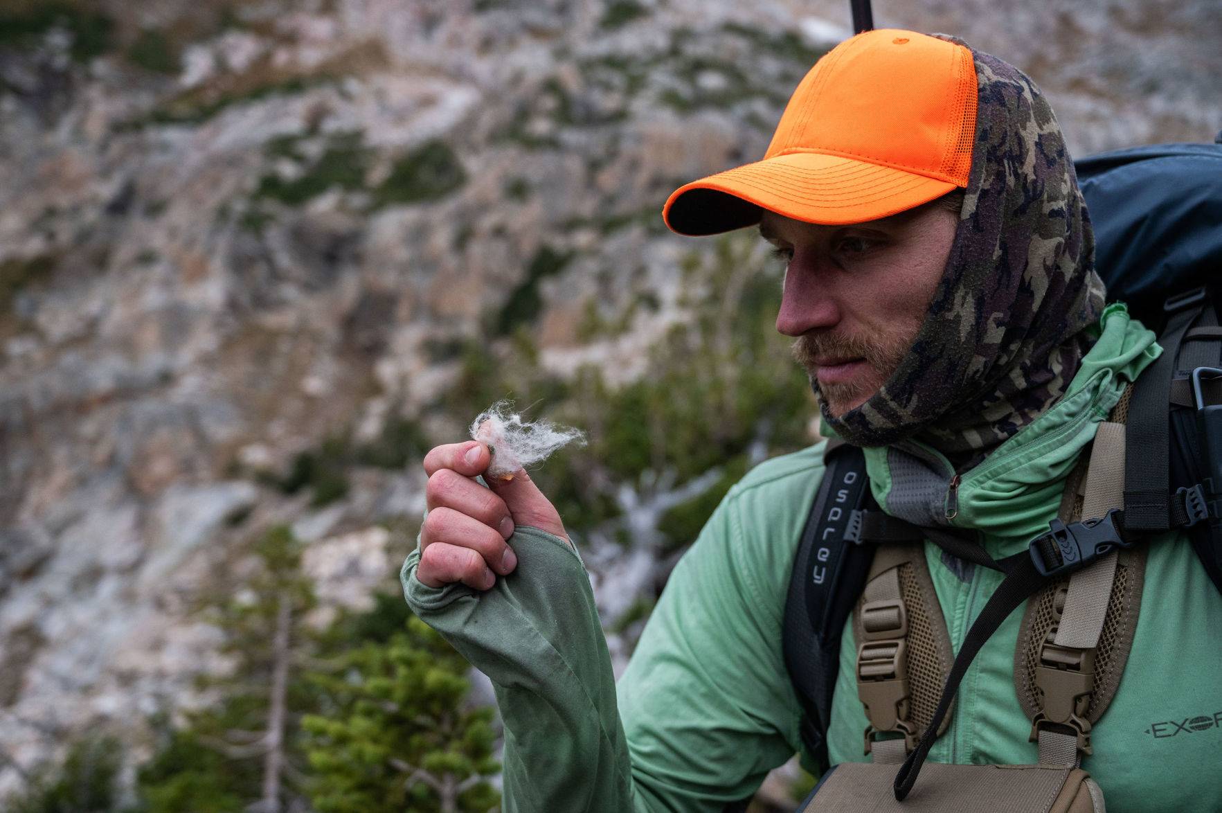 Grand Teton mountain goat cull